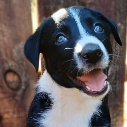 McNabs from Iron Oak Stockdogs