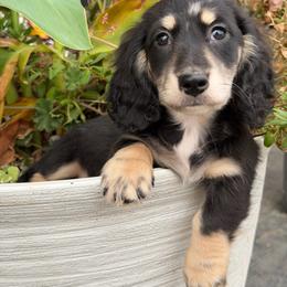 Patrick - Dapple male Dachshund puppy in Moses Lake, Washington from Evergreendox Dachshunds