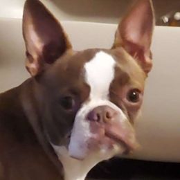 Bella - Boston Terrier