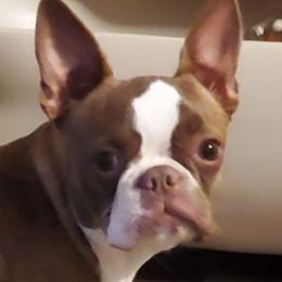 Bella - Boston Terrier