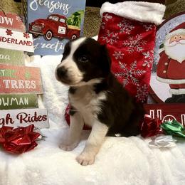 Border Collie and Jack Russell Terrier Puppies from CP FARMS BORDER COLLIES N JACKS CORP