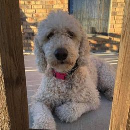 Goldendoodles from Lazy Acres Doodles
