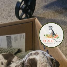Catahoula Leopard Dog and Pembroke Welsh Corgi Puppies from Peach Tree/Shoreline Catahoulas & Corgis