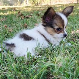 Napoleon (Nippers) - White and sable male Papillon puppy in Mountain Home, Arkansas from King's Papillons
