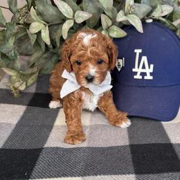 Mookie - Gray - Red male Cavapoo puppy in South Jordan, Utah from Simply Sweet Paws. LLC