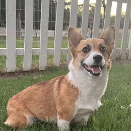 Indy - Pembroke Welsh Corgi