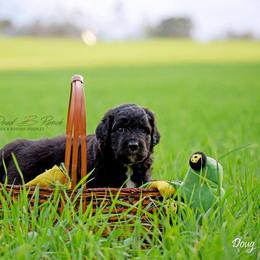 Aussiedoodle and Bordoodle Puppies from Dood B Ranch Doodles
