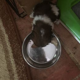 Shih Tzu Puppies from Sandi's Shih Tzu