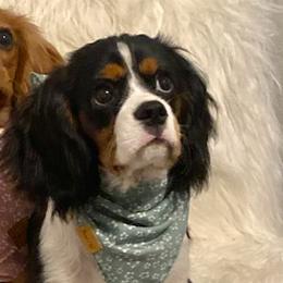Beagles and Cavalier King Charles Spaniels from Kuehlers Kavaliers