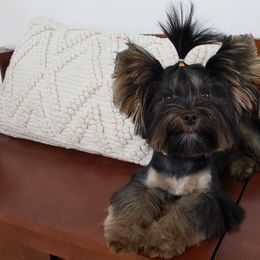 Yorkshire Terriers from Alsop's Precious Paws