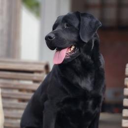 Bear - Labrador Retriever