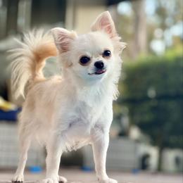 Maria - Chihuahua