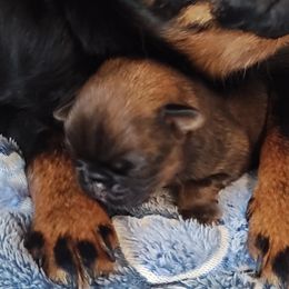 Brussels Griffon puppies from Last Knight Kennels and Greyhawk Kennels