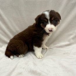 Female II 1500 - White and red female Border Collie puppy in Okeechobee, Florida from Cowtown Corgis & Border Collies
