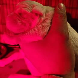 Girl2 - White female Dogo Argentino puppy in Morgan Hill, Pennsylvania from De la Fuerza De Dios
