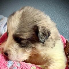 Girl1 Pink collar NOELLE - White and badger female Great Pyrenees puppy in Fair Grove, Missouri from Allen Wags & Woolies