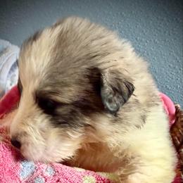 Girl1 Pink collar NOELLE - White and badger female Great Pyrenees puppy in Fair Grove, Missouri from Allen Wags & Woolies