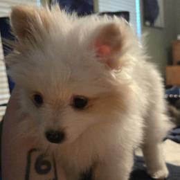 Pomsky Puppies from Bobbie Shurtz