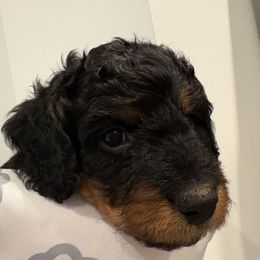 Boots - Black phantom female Aussiedoodle puppy in Bon Aqua, Tennessee from Adorable Aqua AussieDoodles