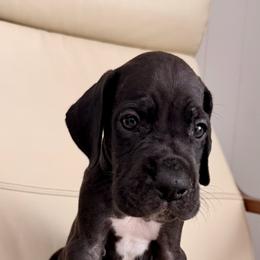 Jefferson - Black male Great Dane puppy in Plano, Texas from Blue Thunder Danes