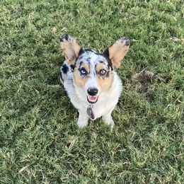 Holly - Pembroke Welsh Corgi