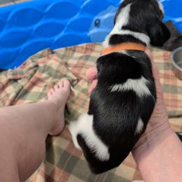 London bridges - Black white and brown female Basset Hound puppy in Clio, Michigan from Nancy's Basset Hounds