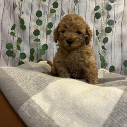 Dasher (Lime Green Collar) - Red male Cavapoo puppy in Austin, Texas from Lucy Lou’s Cavapoos