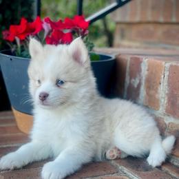 Santorini (Pet Only Contract) - Lavender male Pomsky puppy in Greenville, South Carolina from Thicketty Mountain Pomskies