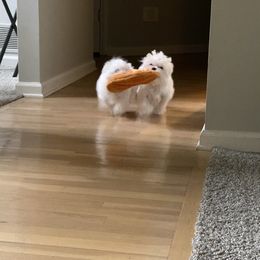 Maltese Puppies from Little Sweetheart Puppies