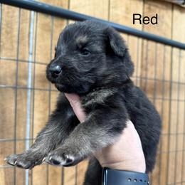 Red DL - Black and tan male German Shepherd puppy in Terra Alta, West Virginia from Shepherd Country Farm and Kennels