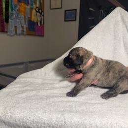 Lt Pink Collar - Tiger female Perro de Presa Canario puppy in Raleigh, North Carolina from Kings Court Kennel