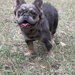 "Hope" French Bulldog All Grown Up from YZC Frenchies at 4C Ranch