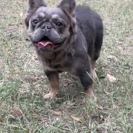 "Hope" French Bulldog All Grown Up from YZC Frenchies at 4C Ranch
