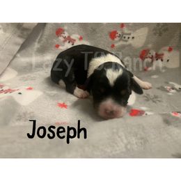 Boy 4 - Aussiedoodle puppy in Tonopah, Arizona from Lazy T9 Ranch