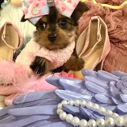 Yorkshire Terrier Puppies from Prims Puppies LLC