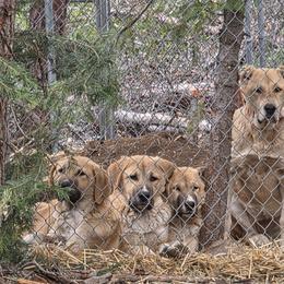 Berry - Fawn male Central Asian Shepherd Dog puppy in Bonanza, Oregon from VSH Kangal Dogs & Central Asian Shepards/Alabai