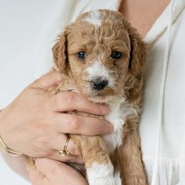 Poodles from Thompson Family