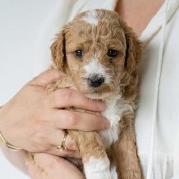 Poodles from Thompson Family