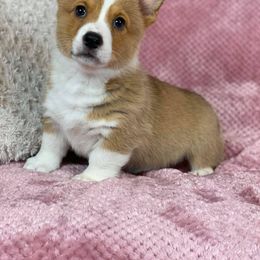 Pembroke Welsh Corgi Puppies from Wiggle B Ranch Corgis