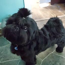 Toby - Shih Tzu