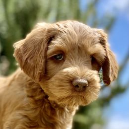 Australian Labradoodle Puppies from Starlight Ridge Australian Labradoodles