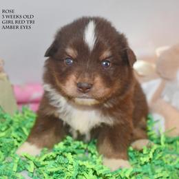 Rose - Red tri female Miniature Australian Shepherd puppy in Patterson, North Carolina from DreamLine Aussies