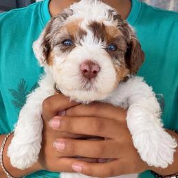 Baby Ruth - Chocolate merle female Bernedoodle puppy in Richmond, Texas from Harper’s Heartbeats