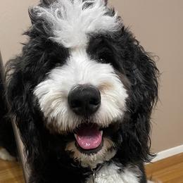 Bernedoodle All Grown Up from Backwoods Bernedoodles