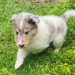 Hulk - Blue merle and white male Collie puppy in Buchanan, Georgia from Lacey's Lassies