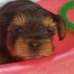 Yorkshire Terrier Puppies from Angela Coleman