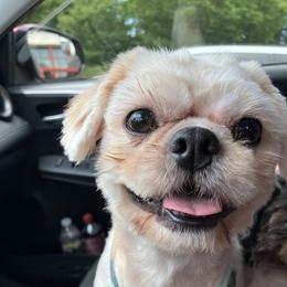 Santa - Shih Tzu
