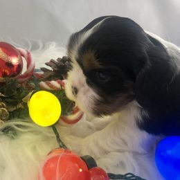 Cavalier King Charles Spaniel Puppies from RobinCreek Cavaliers