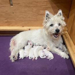 Boy 2 - White male West Highland White Terrier puppy in Idabel, Oklahoma from Ravens Nest Westies