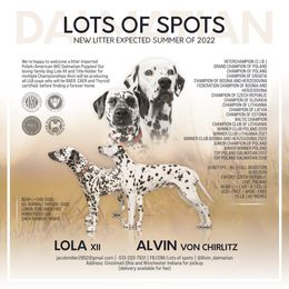 Dalmatian All Grown Up from Lots of Spots